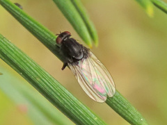Minettia longipennis