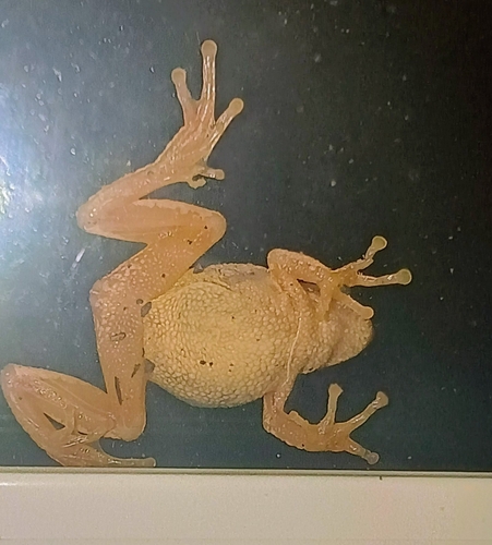 Spring Peeper