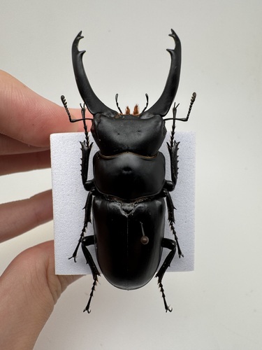 Dorcus branaungi