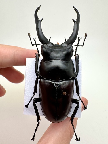 Dorcus donckieri donckieri