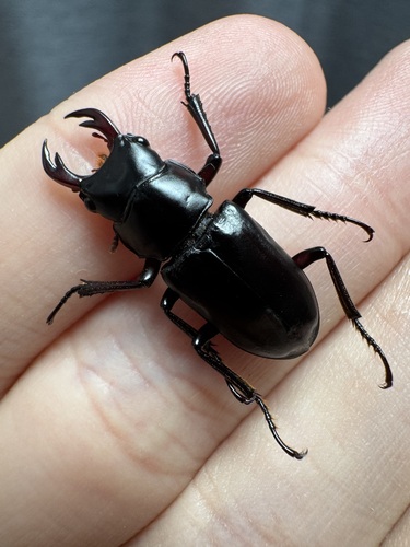 Digonophorus rubrolateris