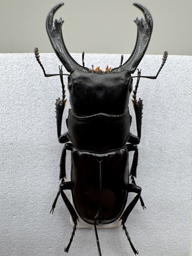 Digonophorus chucheni