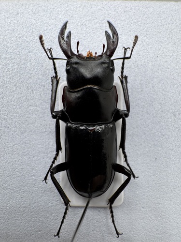 Digonophorus wemckeni