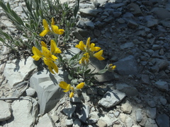Genista humifusa