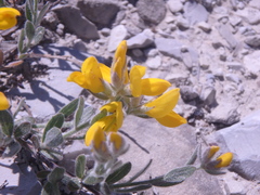 Genista humifusa