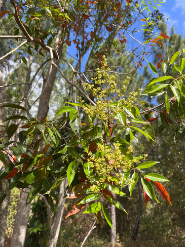 Euroschinus falcatus