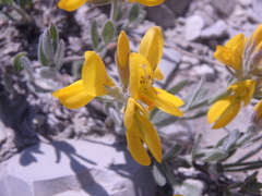 Genista humifusa