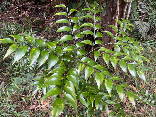 Byfield fern (Bowenia serrulata)