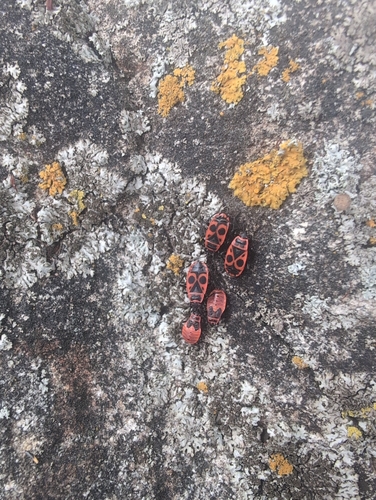 European Firebug