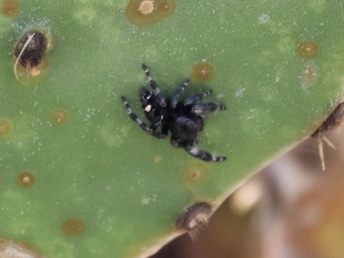 Bold Jumping Spider