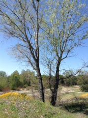 Populus fremontii fremontii