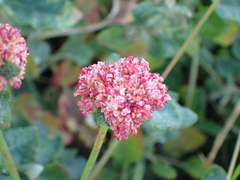 Eriogonum grande rubescens