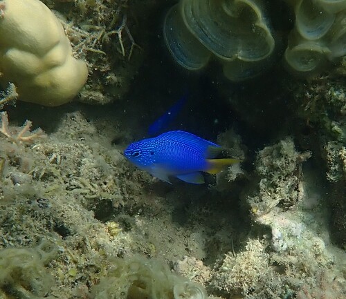 Peacock Damsel