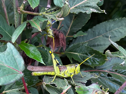 Obscure Bird Grasshopper