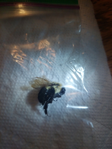 Common Eastern Bumble Bee