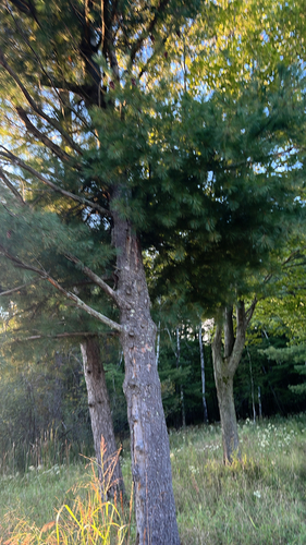 eastern white pine
