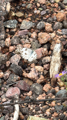 Checkered White