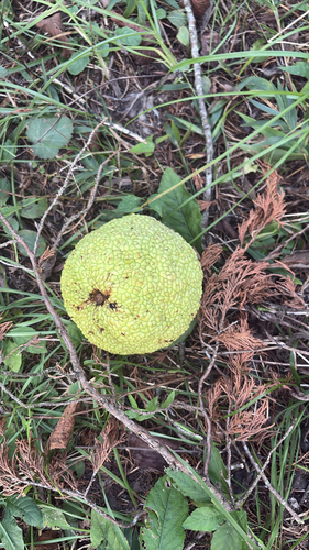 Osage-orange