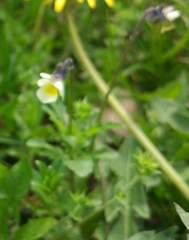 Viola arvensis