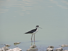Himantopus mexicanus