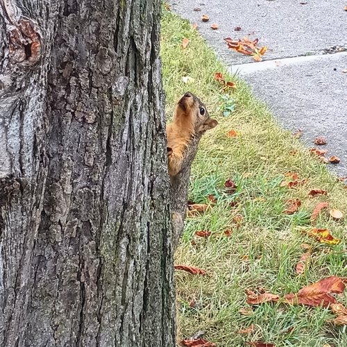 Eastern Fox Squirrel