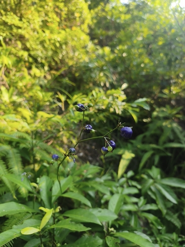 cerulean flax-lily