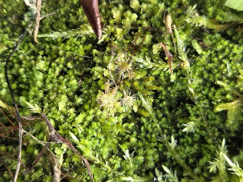 round-leaved sundew
