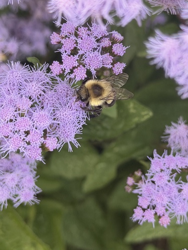 Common Eastern Bumble Bee