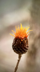 Cnicothamnus lorentzii