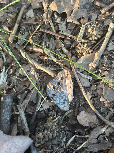Hackberry Emperor
