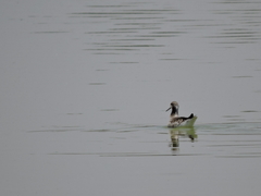Phalaropus tricolor