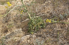 Brassica elongata pinnatifida
