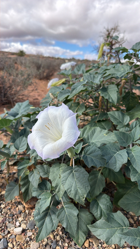 Sacred Datura