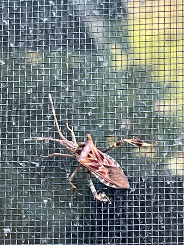 Western Conifer Seed Bug