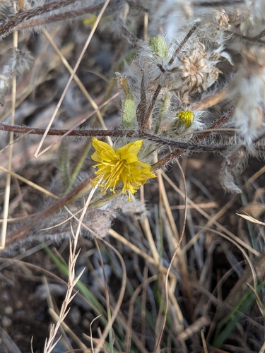 Hieracium scouleri, 2026-09-17
