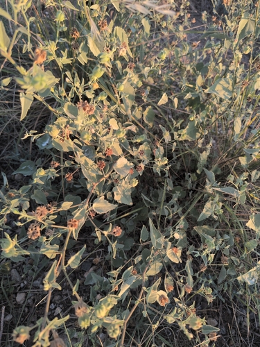 sweet Indian Mallow