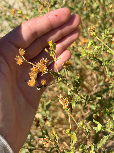 alkali goldenbush
