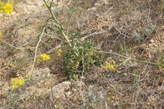 Brassica elongata pinnatifida