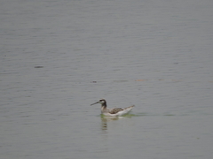 Phalaropus tricolor