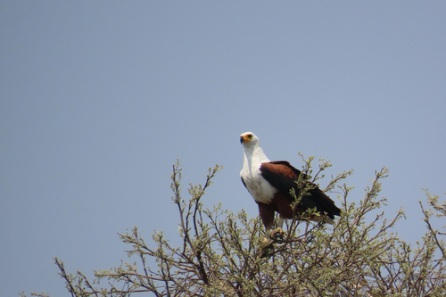 African Fish-Eagle