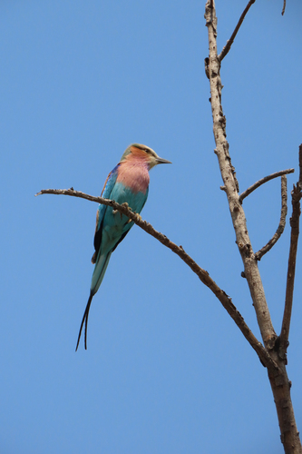 Lilac-breasted Roller