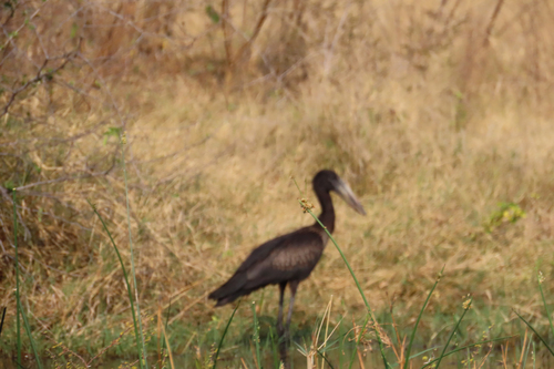 African Openbill