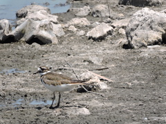 Charadrius vociferus