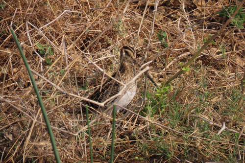 African Snipe