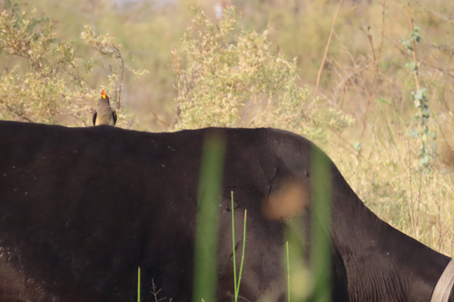 Yellow-billed Oxpecker