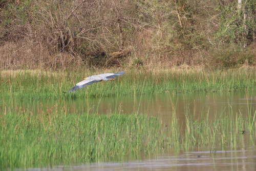 Grey Heron