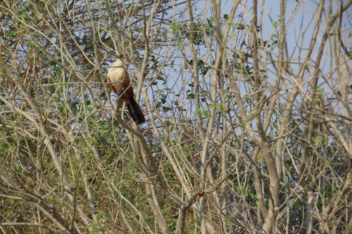 Senegal Coucal