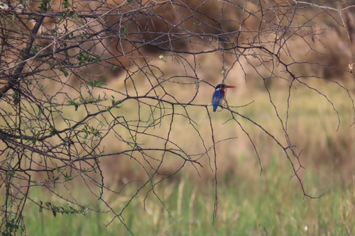 Malachite Kingfisher