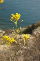 Brassica elongata pinnatifida