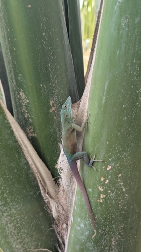 Graham's Anole